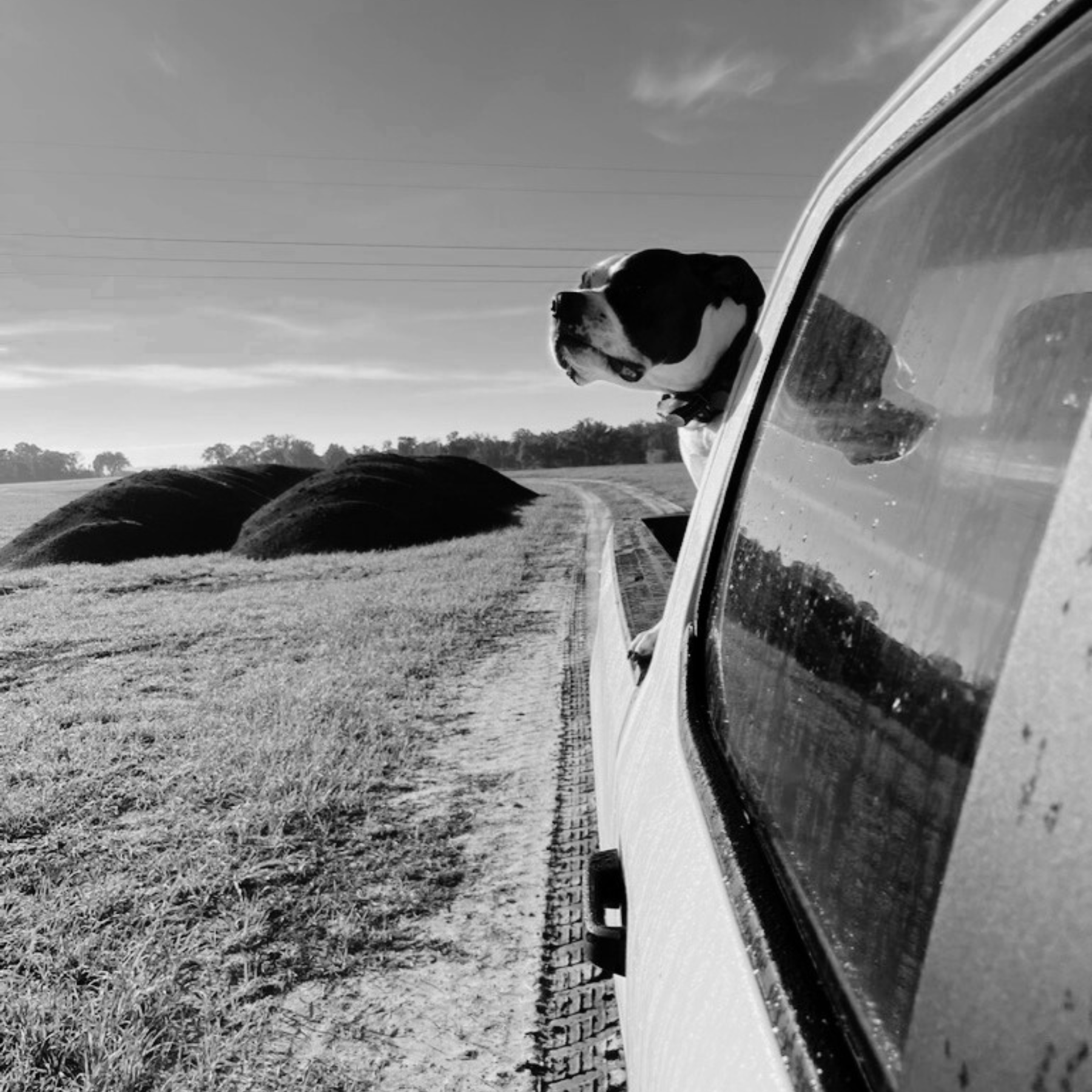 November 17, 2024 Bullet's first trip to the farm!