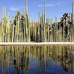 Jardín Etnobotánico de Oaxaca