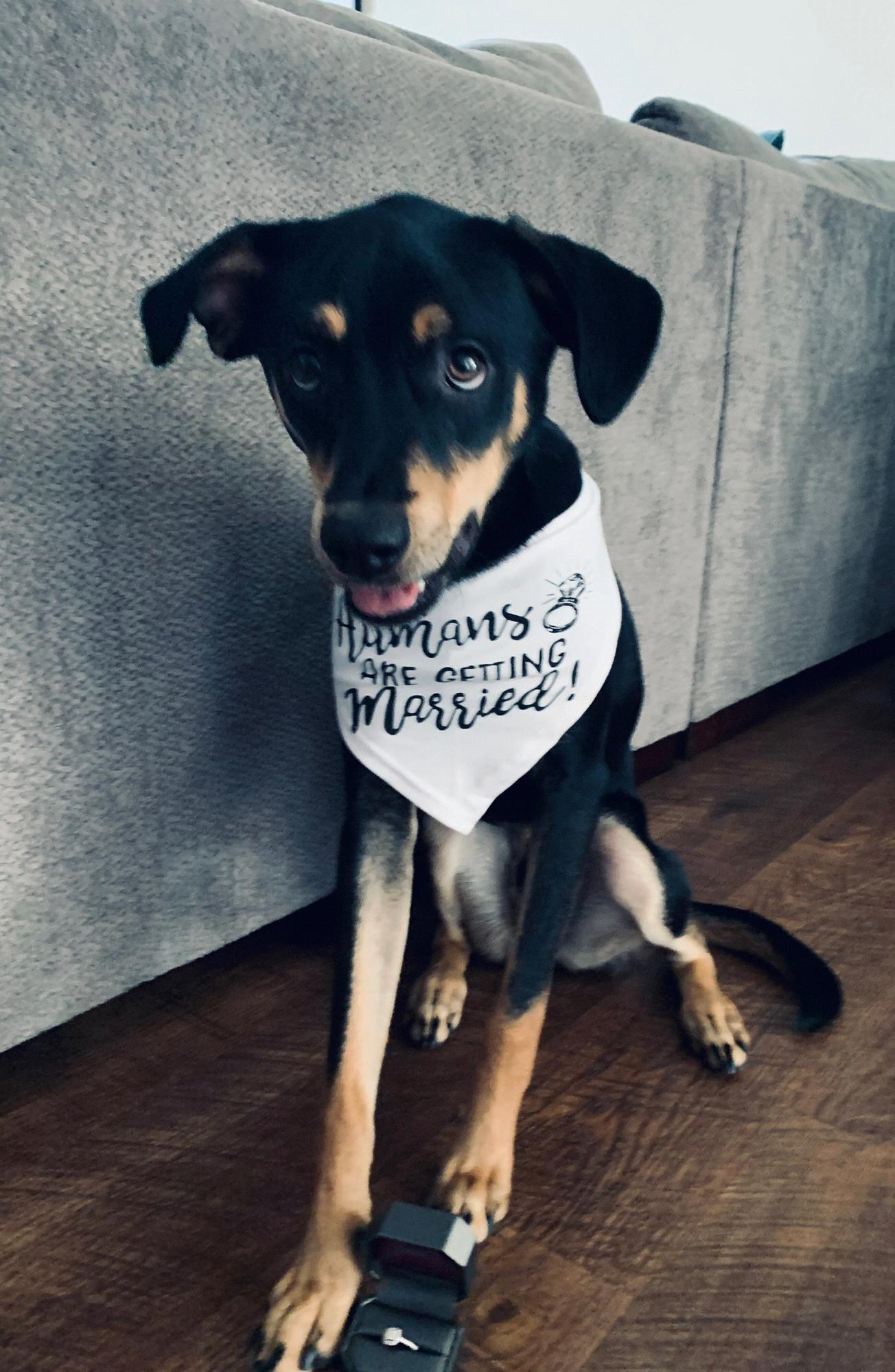 In August, they added to their family and got a puppy. On 5/31/2020 that puppy announced that his humans were getting married.
