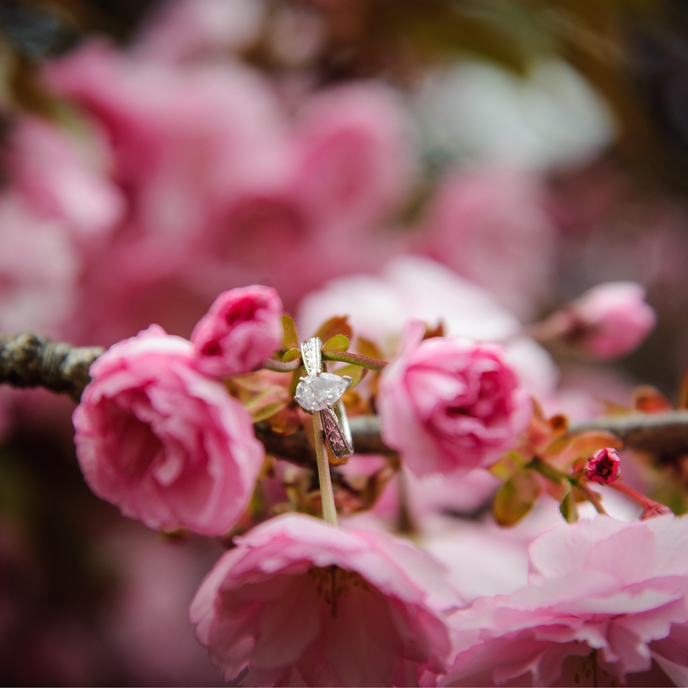 Kwanzan Cherry Blossoms at Hains Point | Washington, DC