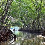 Lido Key Mangroves