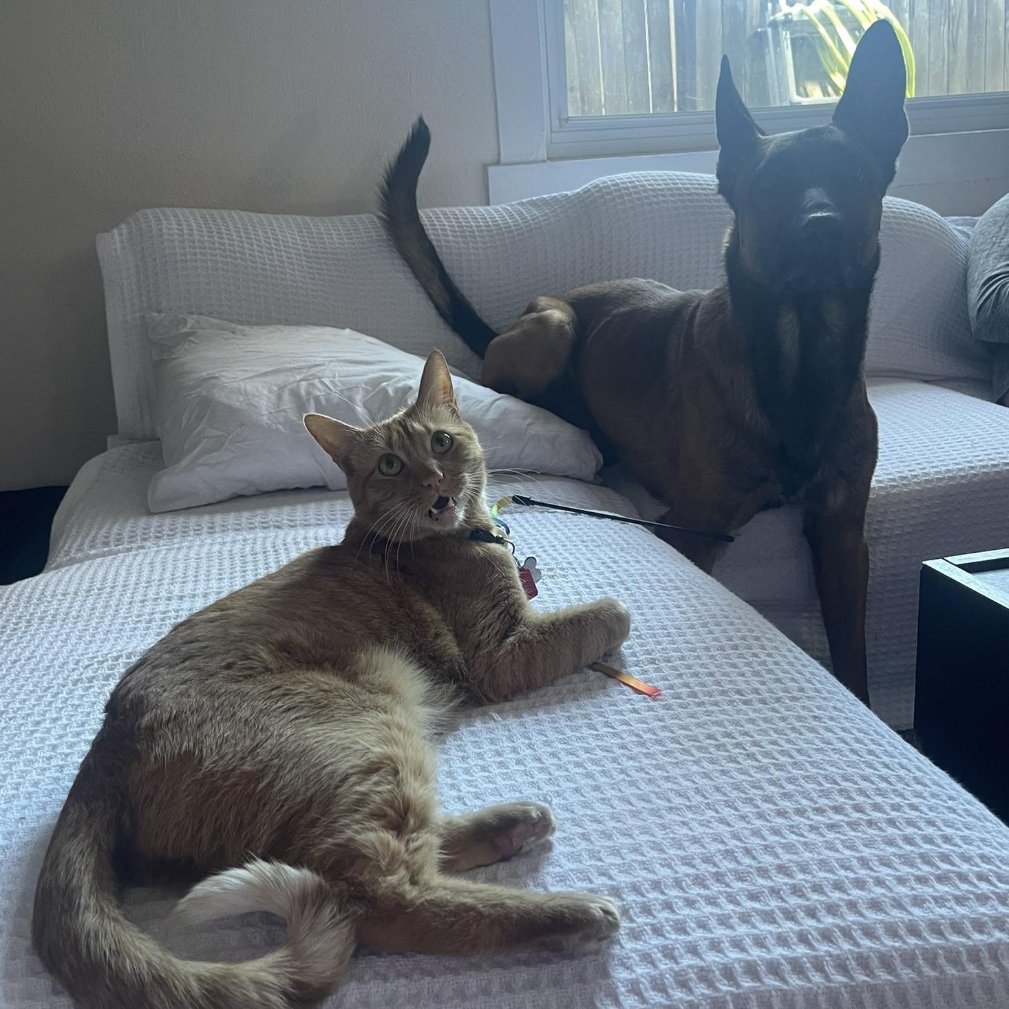 Year's Supply Of Pet Treats