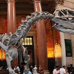 American Museum of Natural History