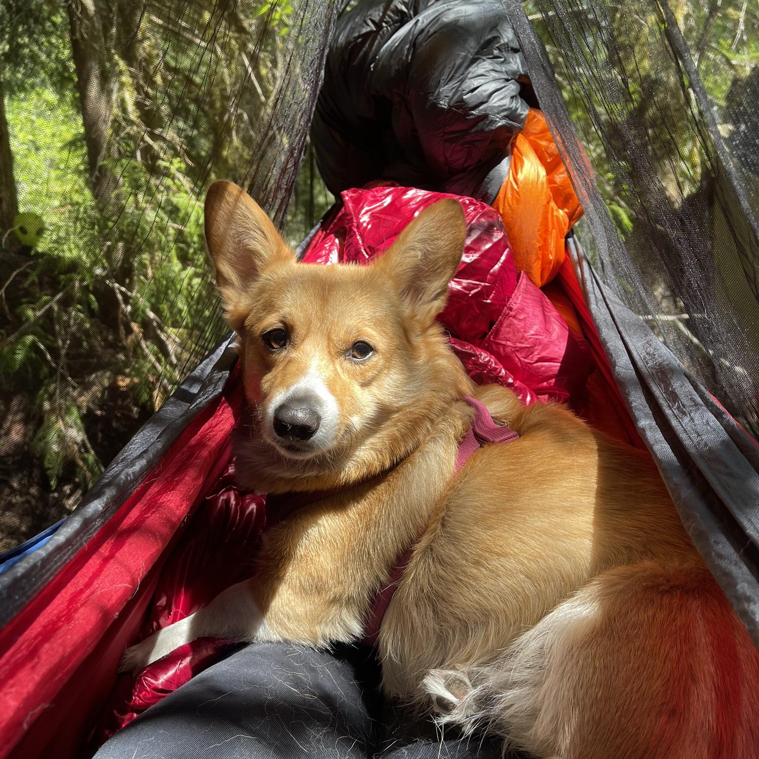 Lilly in a hammock w/ Madi