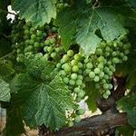 Ardon Creek Vineyard and Winery