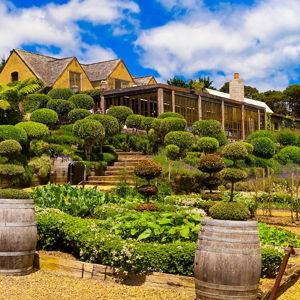 Waiheke Wine Tour