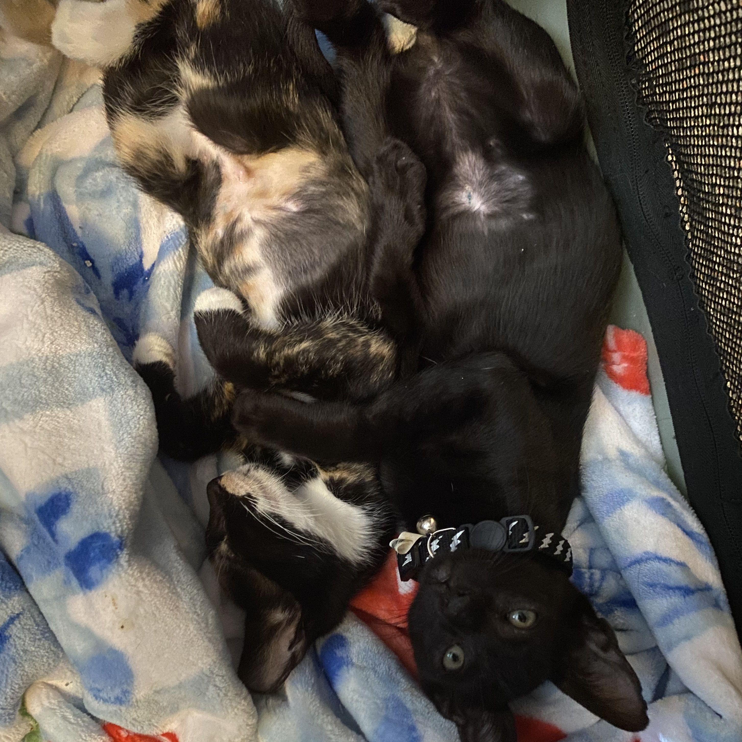 We got kittens! (S'mores and Toothless)
