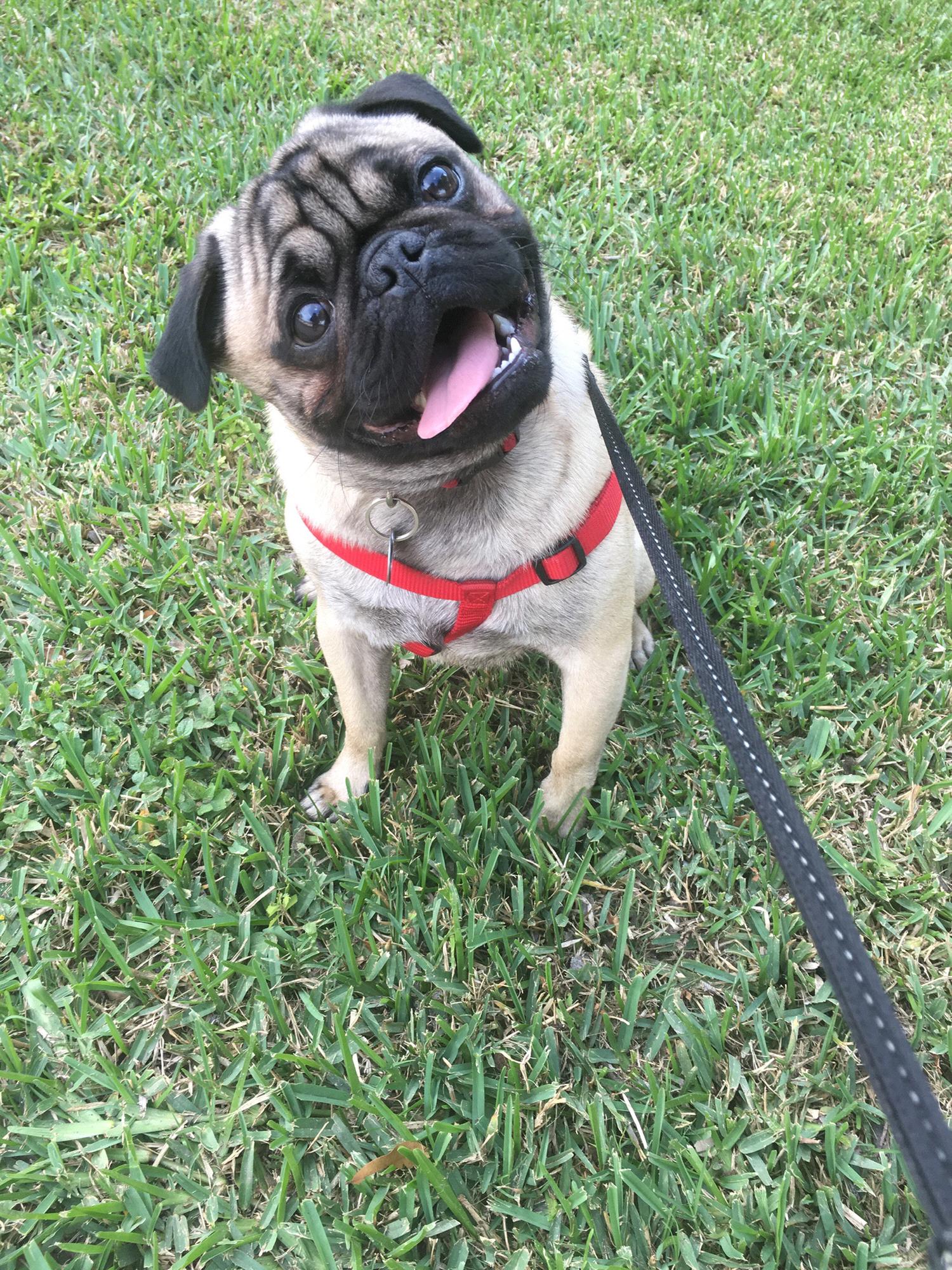 Our second dog child, Max D. Radford.