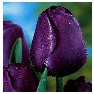 Tulip bulbs black white blue red rainbow purple pink tulip bulbs seeds, this is bulb 5 Bulbs (Item No: 1)
