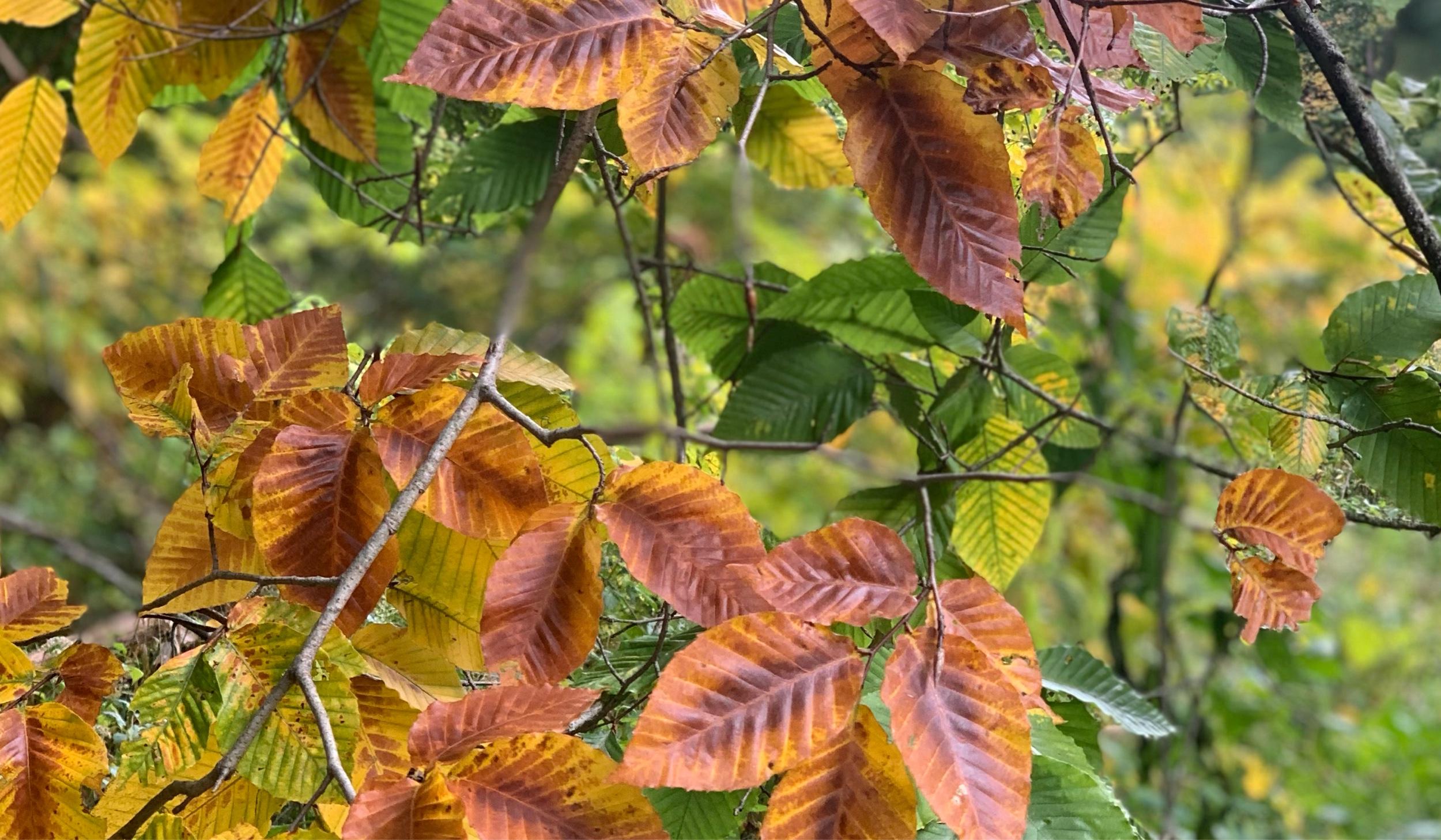 The Wedding Website of Mark Rizzo and Logan Reedy