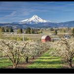 Hood River Fruit Loop