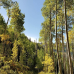 Spraddle Creek Trail