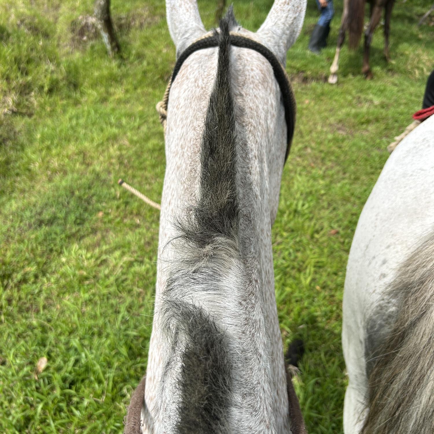 Tarzan!! Horseback Riding
