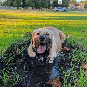 Contribute to Leo's weekly grooming appointments