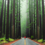 Avenue of the Giants