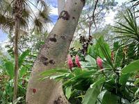Queen Elizabeth II Botanic Park