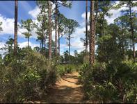 Caloosahatchee Creeks Preserve (East)