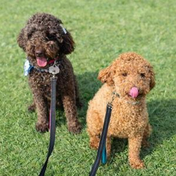 Dog Boarding during Honeymoon