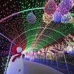 Suwannee Lights