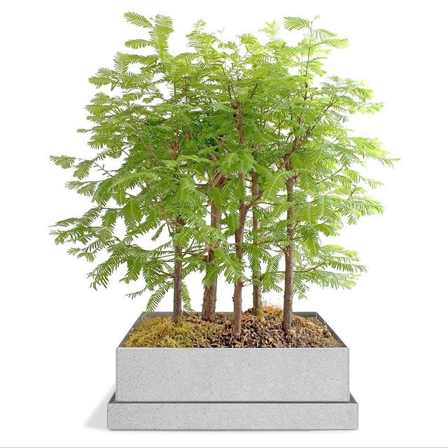 Dawn Redwood Bonsai Forest