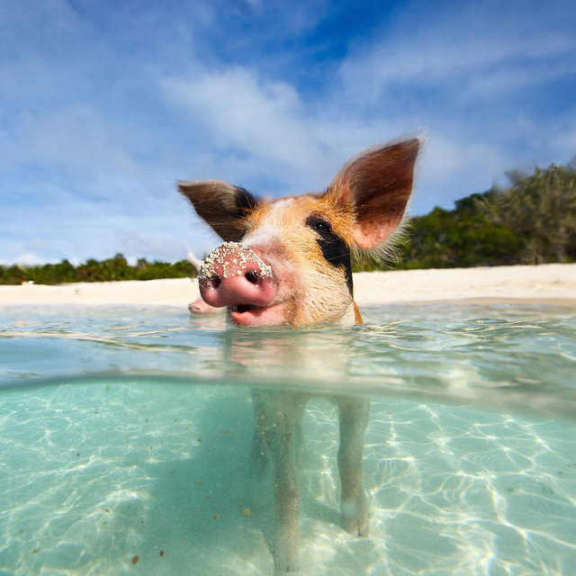 Swimming with Pigs at Pearl Island
