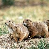 Prairie Dog Town