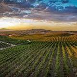 Temecula Wine Country