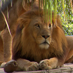 Naples Zoo at Caribbean Gardens