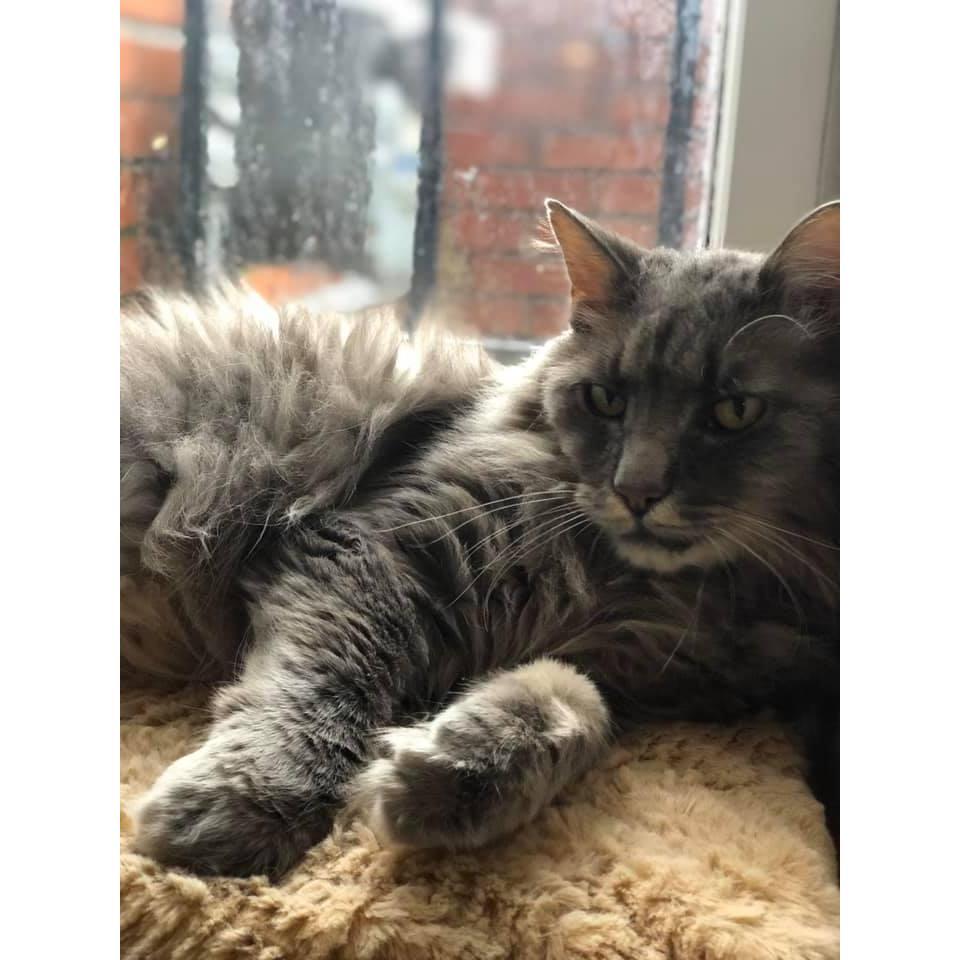 Just the boi making an appearance - Lil Randy