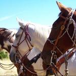 Trail Ride with Rockin' HK Outfitters