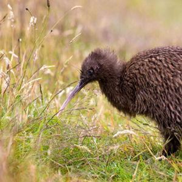 Honeymoon - Boat trip to Stewart Island (Kiwi Watching!)