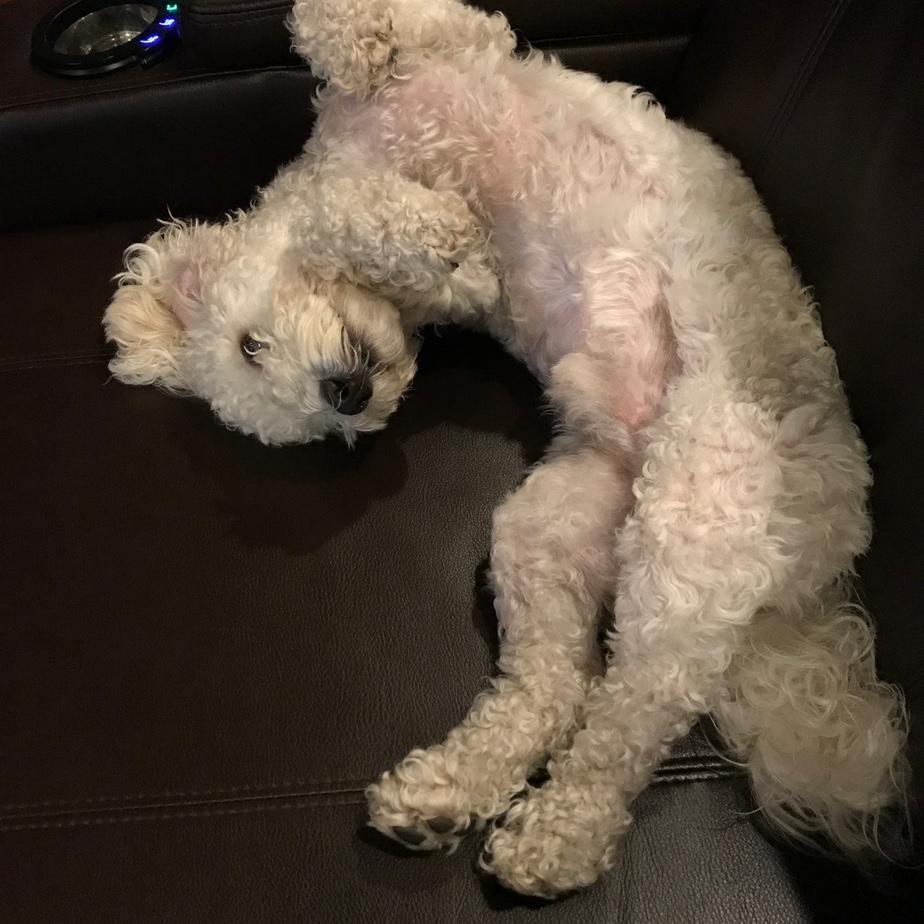 my first baby, lou lou. world's cutest lap dog and emotional support animal. sometimes he isn't sure if he's a lambchop.
