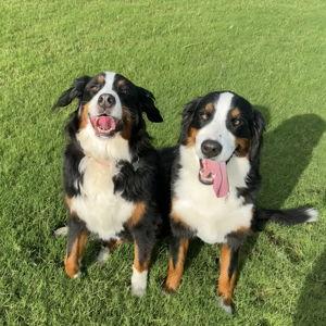 Our fur babies!