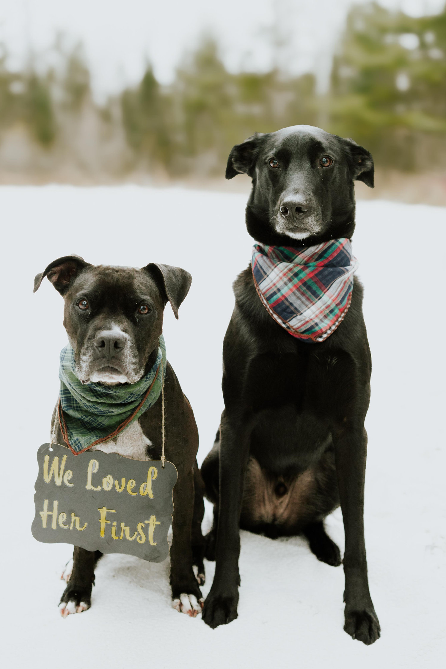The Wedding Website of Ashley Moore and Mitch Campy