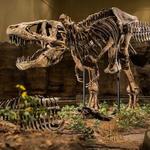 Carnegie Museum of Natural History