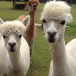 Silver Fox Farm Alpacas