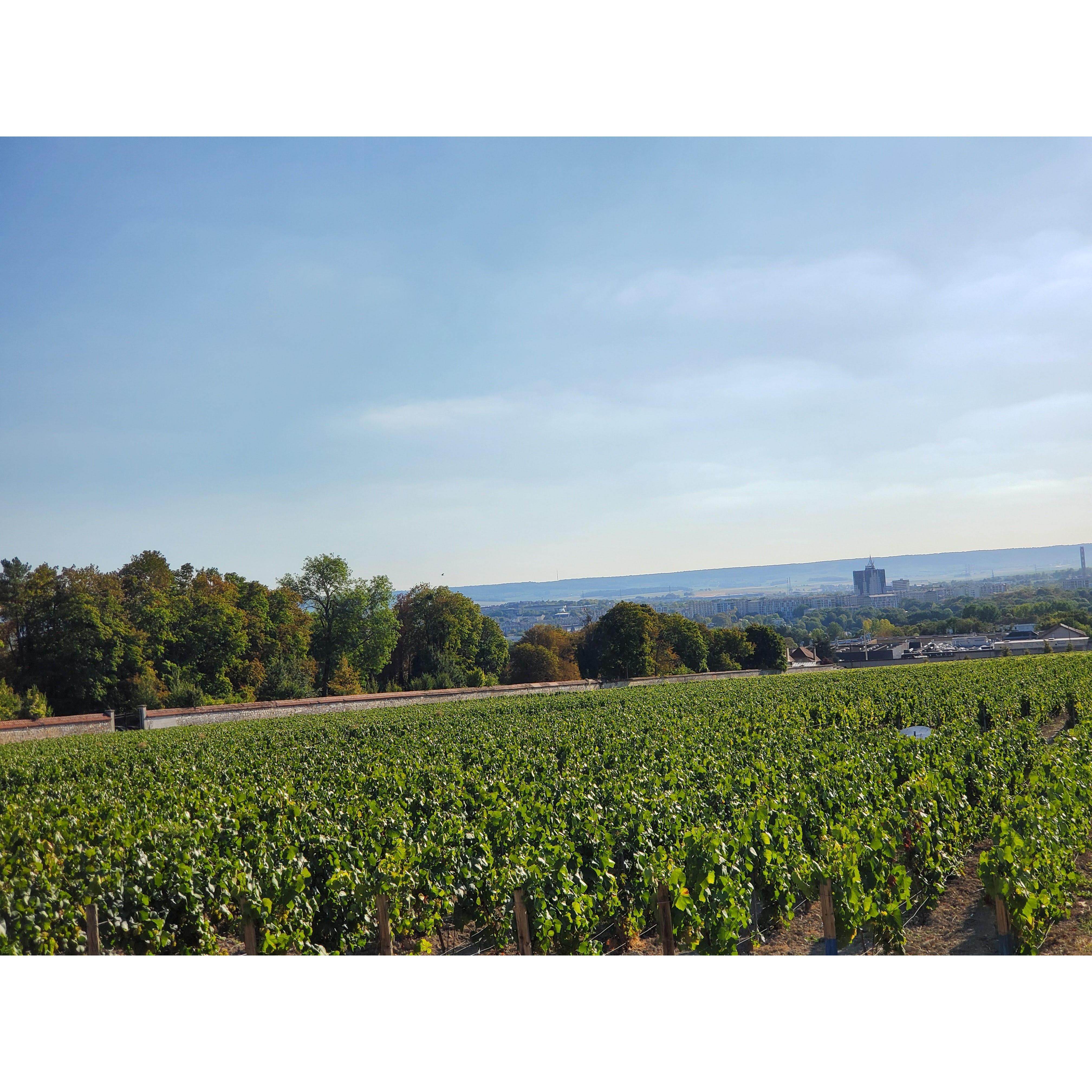 Vineyards as far as the eye can see!