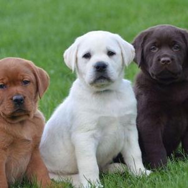 Our New Puppy