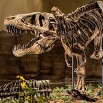 Carnegie Museum of Natural History