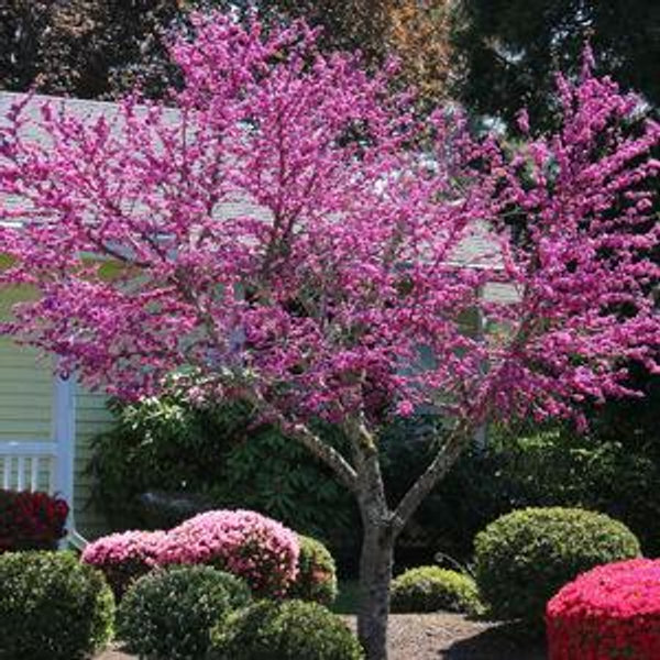 Wedding Tree