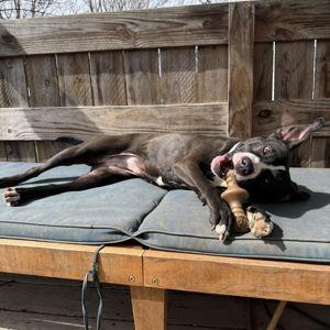 Our Pets Toy Fund