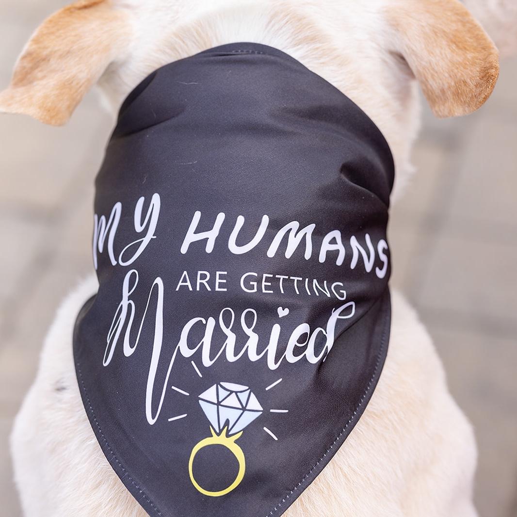 Marley, my humans are getting married!