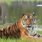 Big Cat Rescue
