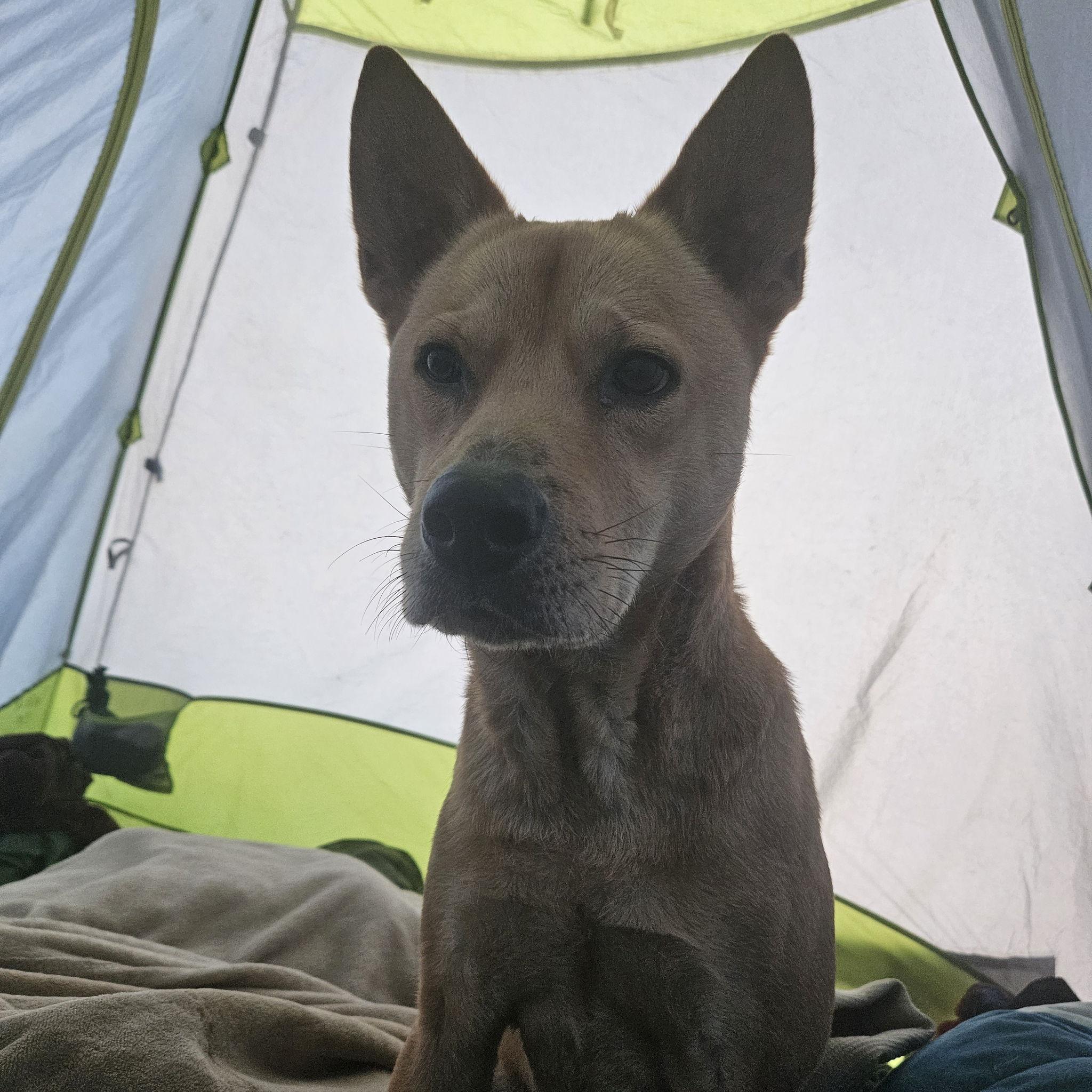 "Mother. Father. I have to pee" - Toast, way too early. Alabama Hills, CA.