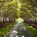The Dallas Arboretum and Botanical Garden