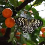 Krohn Conservatory