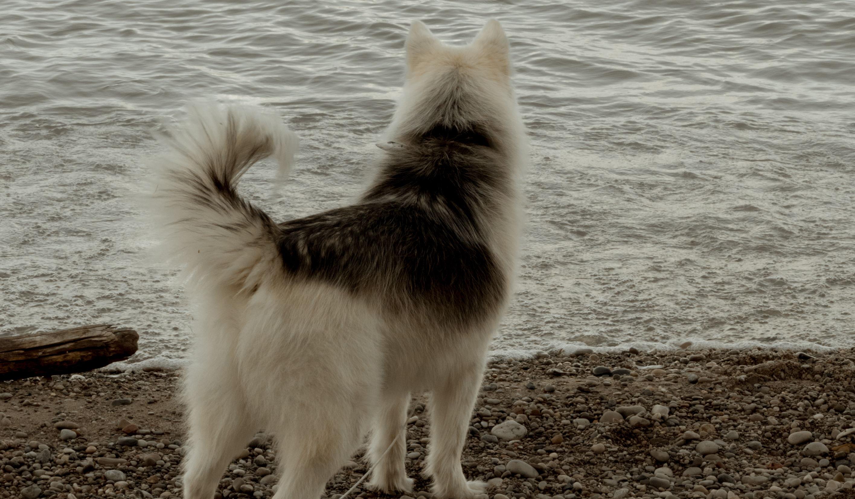 Footer image