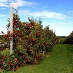 Crane Orchards U-Pick and Corn Maze