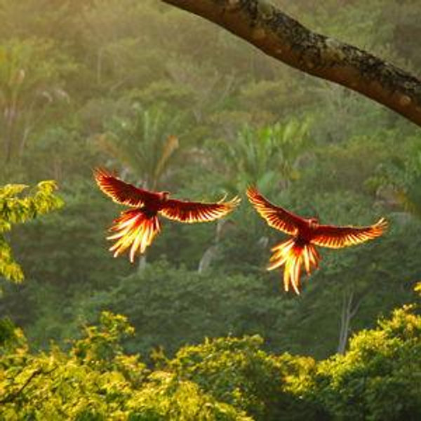 Plane Tickets to Costa Rica
