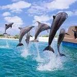 Sea Life Park Hawaii